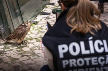 Foto: página do X da Polícia de Segurança Pública