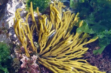 Bifurcaria bifurcata | Foto: UC