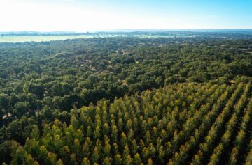 Foto: Altri Florestal 