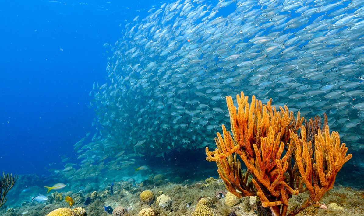 Foto: Adobe Stock/NaturePicsFilms