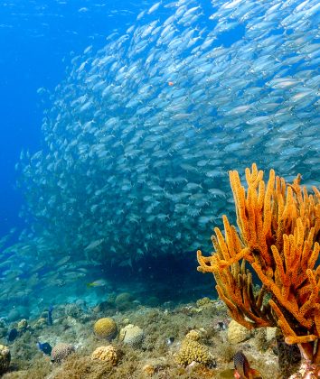 Foto: Adobe Stock/NaturePicsFilms