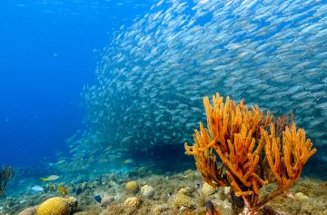 Foto: Adobe Stock/NaturePicsFilms