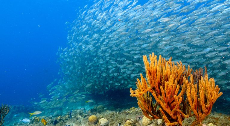 Foto: Adobe Stock/NaturePicsFilms