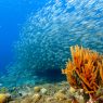 Foto: Adobe Stock/NaturePicsFilms