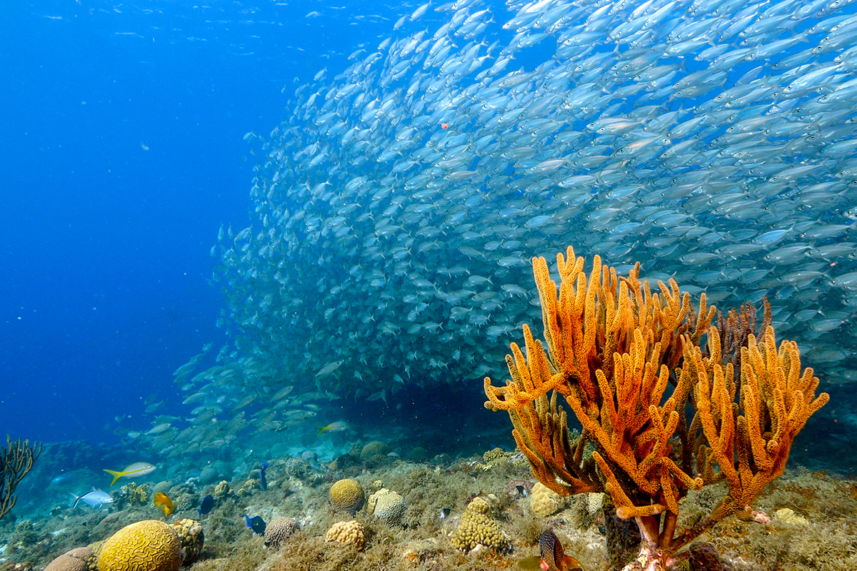 Economia azul deixa de ser só pesca e navegação: emprego está cada vez mais diversificado