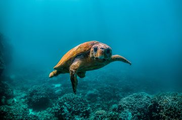 Foto: Adobe Stock/Aaron