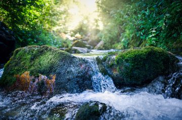 Foto: Adobe Stock/Marc Andreu