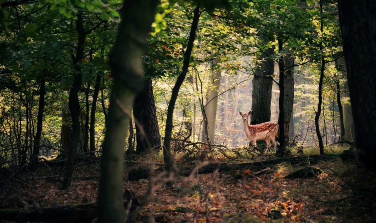 Foto: Unsplash