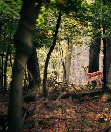 Foto: Unsplash