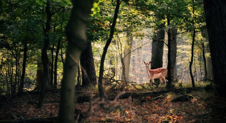 Foto: Unsplash