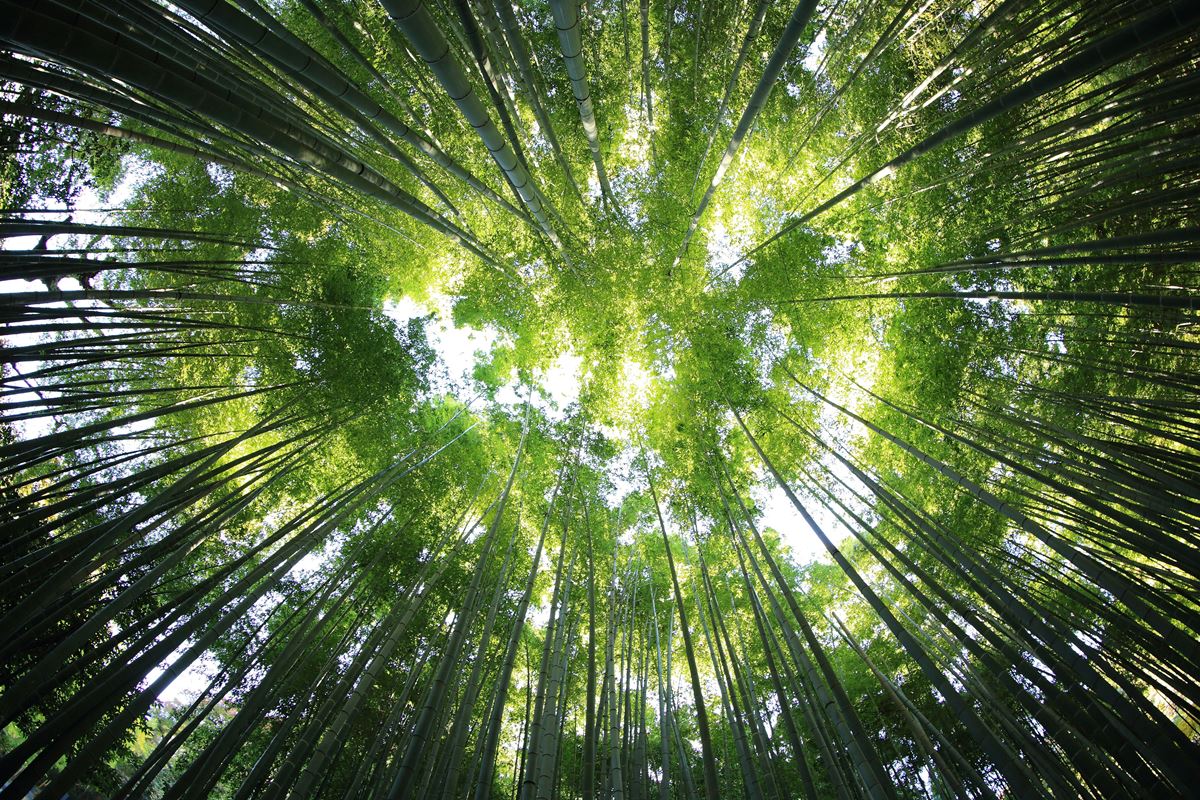 Governo canaliza 4,5 ME para apoiar agricultores e produtores florestais com projetos de sequestro de carbono