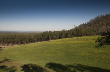 Floresta gerida pelo Grupo Navigator | Foto: Navigator