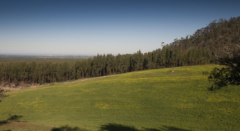 Floresta gerida pelo Grupo Navigator | Foto: Navigator