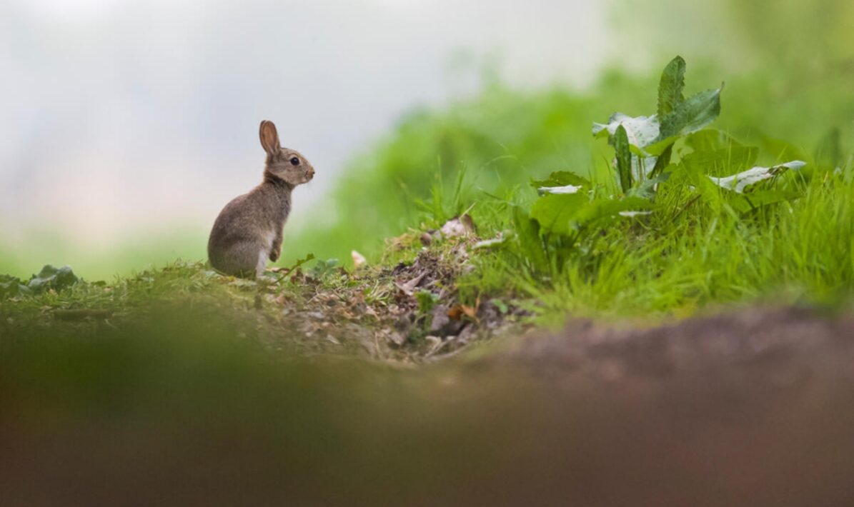 Foto: © wildlifewitholly _WWF-UK