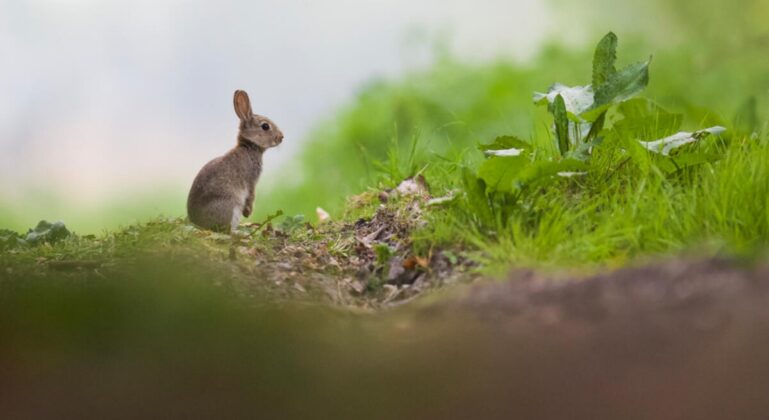 Foto: © wildlifewitholly _WWF-UK