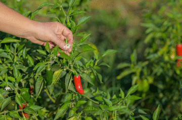 Foto: Fundação Mendes Gonçalves