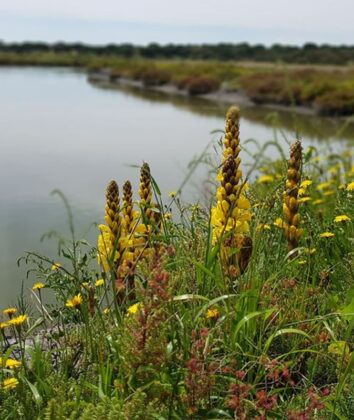 Estuário do Sado | Foto: Jornal PT Green