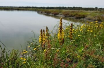 Estuário do Sado | Foto: Jornal PT Green