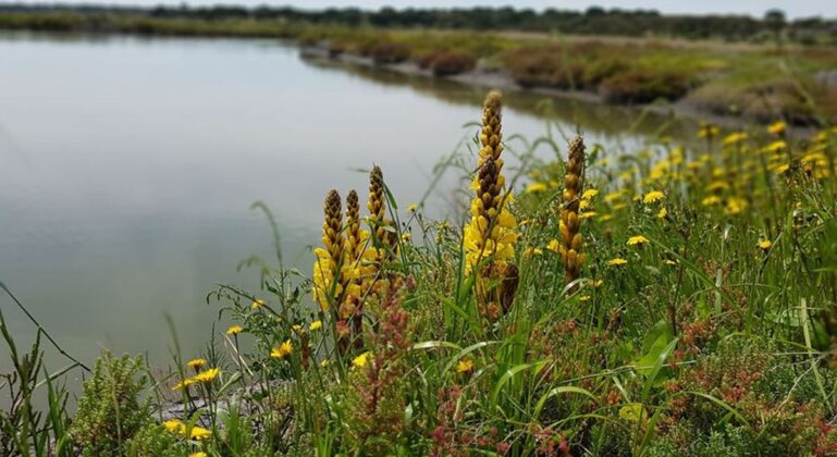 Estuário do Sado | Foto: Jornal PT Green