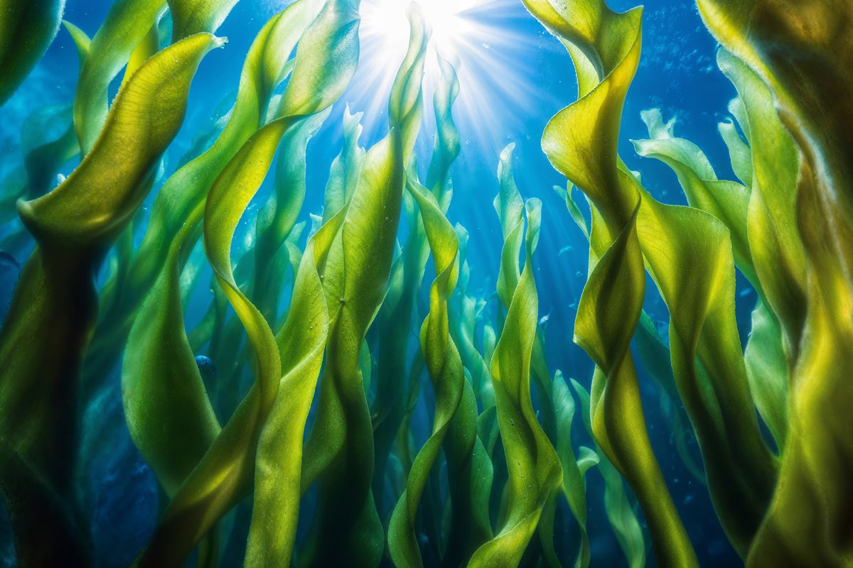 Mercado Voluntário de Carbono abre portas ao financiamento do restauro de pradarias marinhas