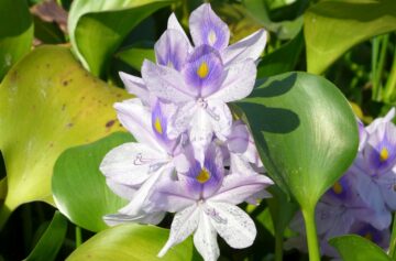 Foto: Wing1990hk/Wikimedia 