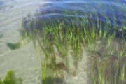 Zostera marina | Foto: Wikimedia