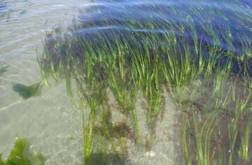 Zostera marina | Foto: Wikimedia