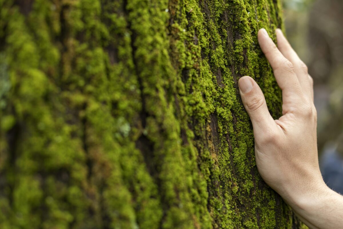 Candidaturas abertas para embaixadores do Pacto Europeu para o Clima
