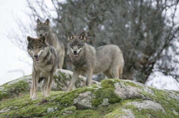 Foto:  Wikimedia / Juan José González Vega 