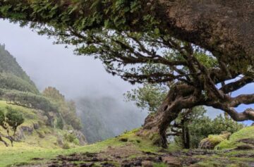 Foto: Wikimedia Commons