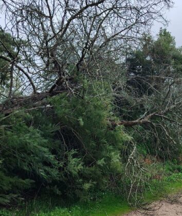 Foto: Facebook do Município de Alcácer do Sal