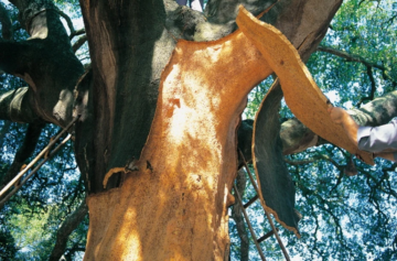 Foto: Corticeira Amorim