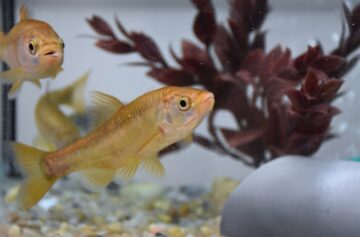 Escalo-do-Sado | Foto: Ciências ULisboa e Zoomarine