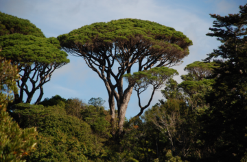 Foto: Wikimedia Commons