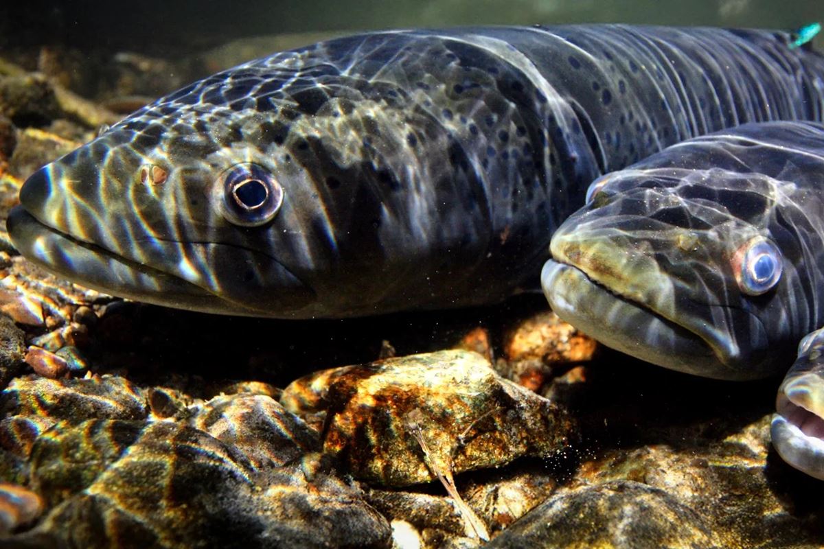 Peixes migratórios de água doce caem 81% desde 1970 devido à ...