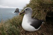Albatroz-de-cabeça-cinza | Foto: UC