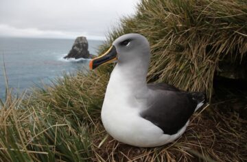 Albatroz-de-cabeça-cinza | Foto: UC
