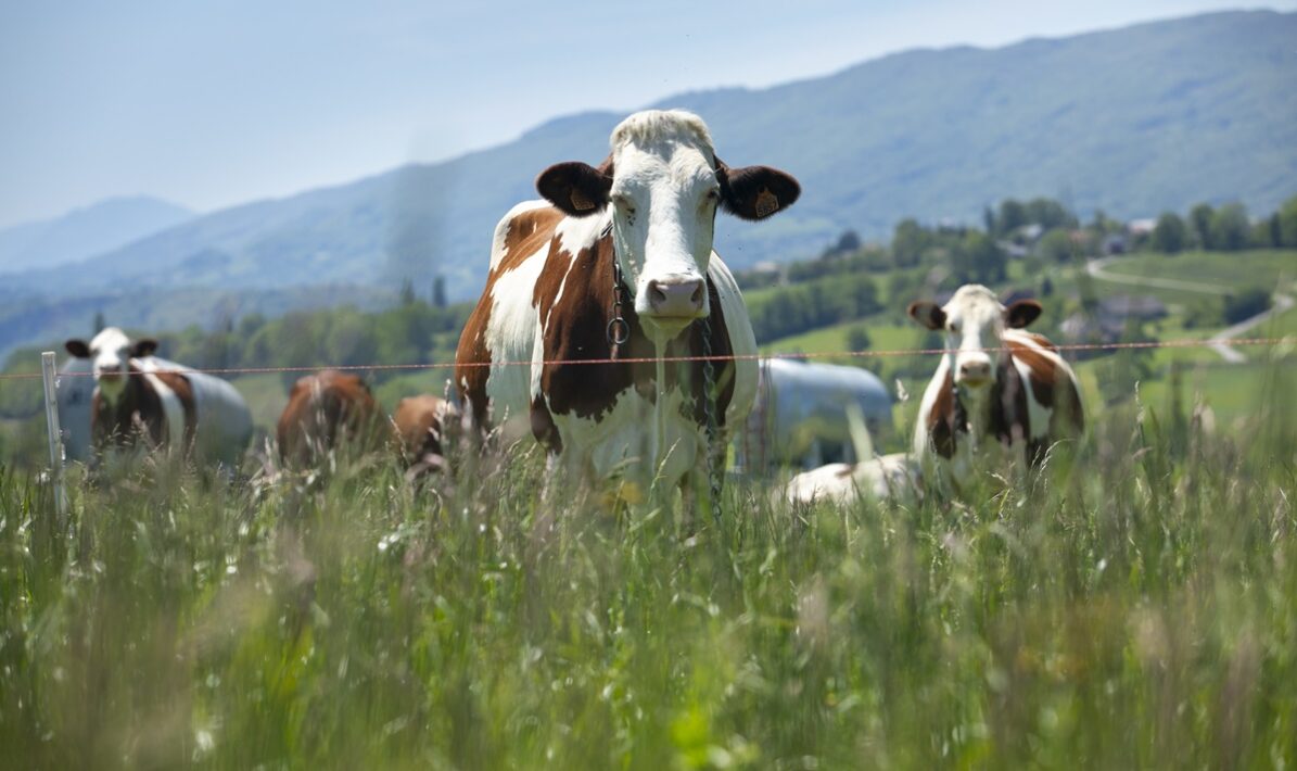Regime excecional para legalizar explorações pecuárias irregulares vai ser avaliado na Comissão de Agricultura e Pescas