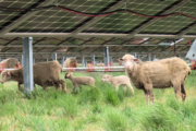 Foto: Iberdrola