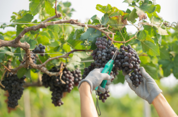 Foto: Magnific