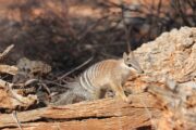 Foto: Numbat australiano | IUCN