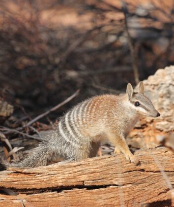 Foto: Numbat australiano | IUCN