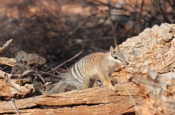 Foto: Numbat australiano | IUCN