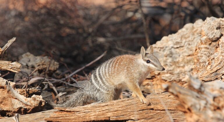 Foto: Numbat australiano | IUCN