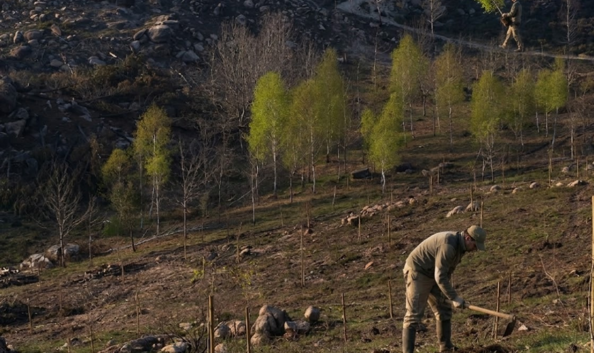 WWF Portugal plantou mais de 1700 árvores no Gerês através da iniciativa D-EVOLUÇÃO