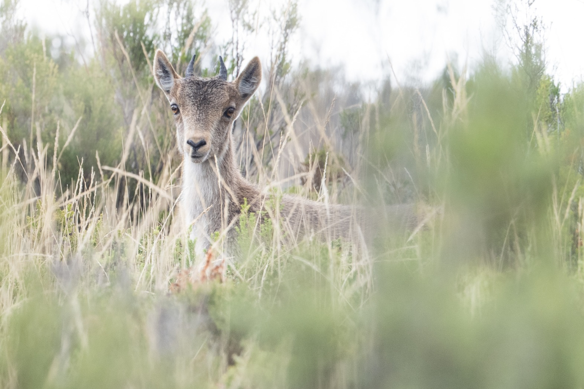 Deer standing in tall grass, looking toward the camera in a sunlit field.