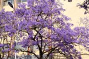 Jacarandá | Foto Pixabay