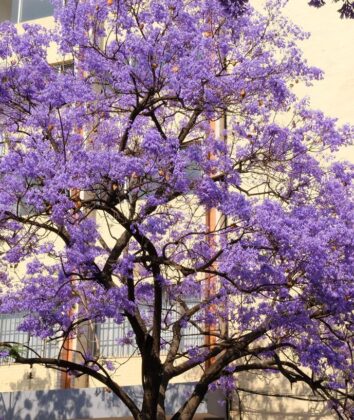 Jacarandá | Foto Pixabay