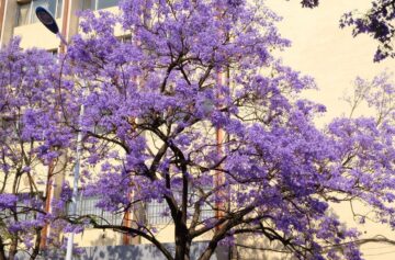 Jacarandá | Foto Pixabay